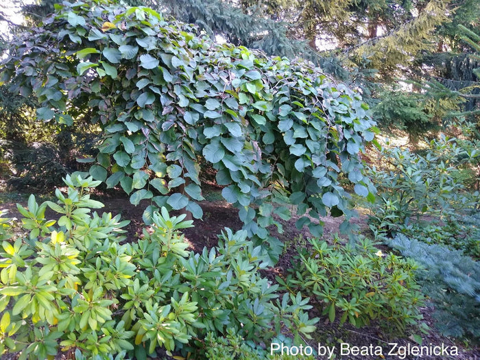 Ulmus glabra 'Camperdownii' Weeping Camperdown Umbrella Elm - Mr Maple │ Buy Japanese Maple Trees