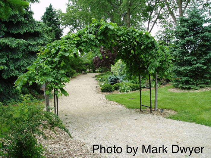 Ulmus glabra 'Camperdownii' Weeping Camperdown Umbrella Elm - Mr Maple │ Buy Japanese Maple Trees