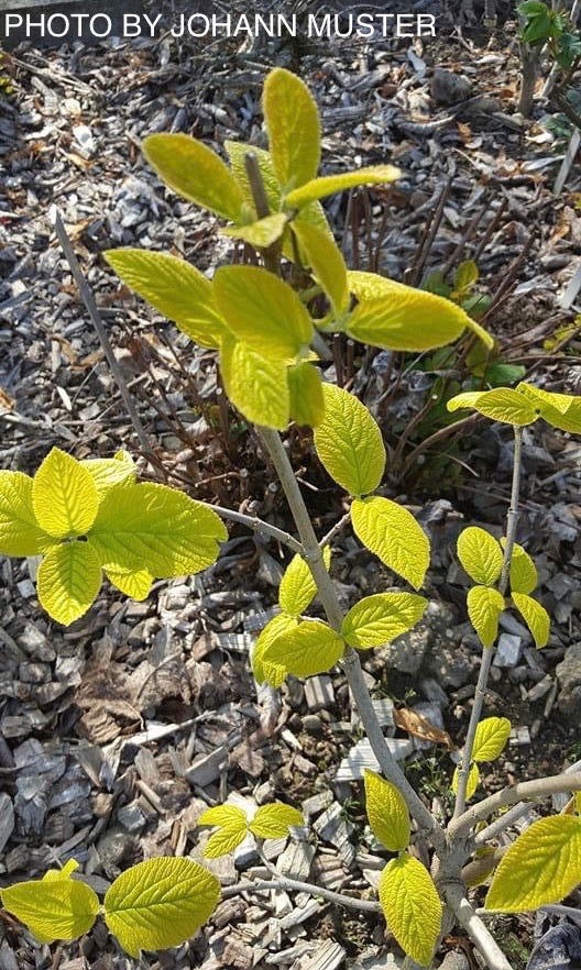 Viburnum lantana 'Aureum' Golden Wayfaring Tree Viburnum - Mr Maple │ Buy Japanese Maple Trees
