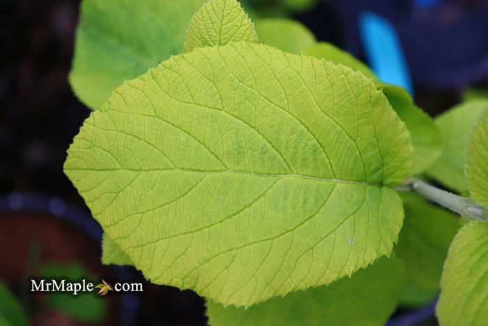 Viburnum lantana 'Aureum' Golden Wayfaring Tree Viburnum - Mr Maple │ Buy Japanese Maple Trees