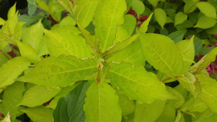 Weigela florida 'Looymansii Aurea' Golden Shrub - Mr Maple │ Buy Japanese Maple Trees