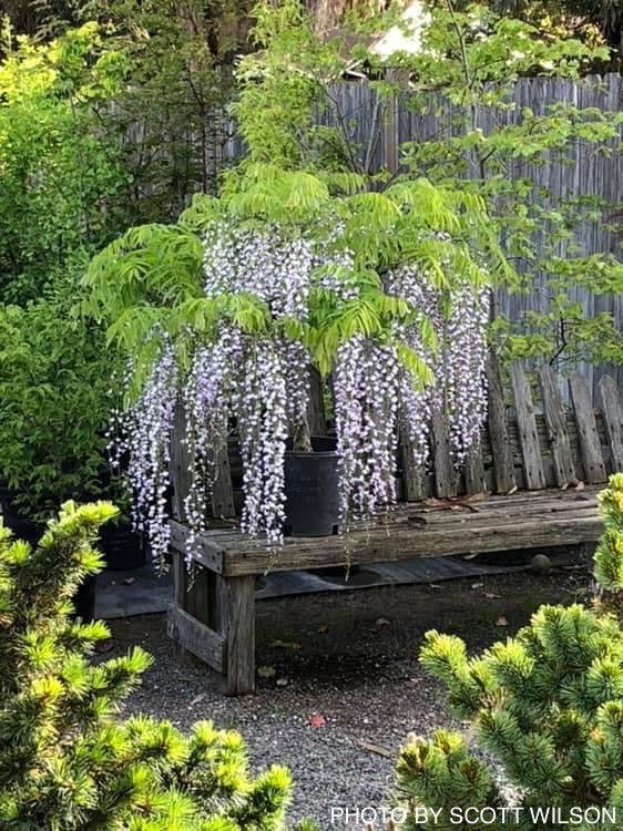 Wisteria floribunda 'Geisha' Blue Japanese Wisteria - Mr Maple │ Buy Japanese Maple Trees