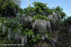 Wisteria floribunda 'Geisha' Blue Japanese Wisteria - Mr Maple │ Buy Japanese Maple Trees