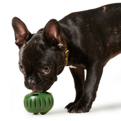 WOOF Pupsicle Interactive Dog Toy